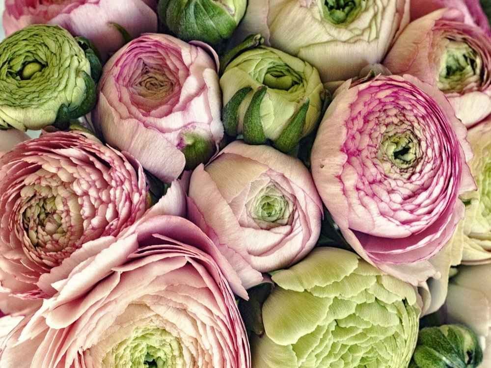 Spring Flower Share — Pleasant Hills Farm