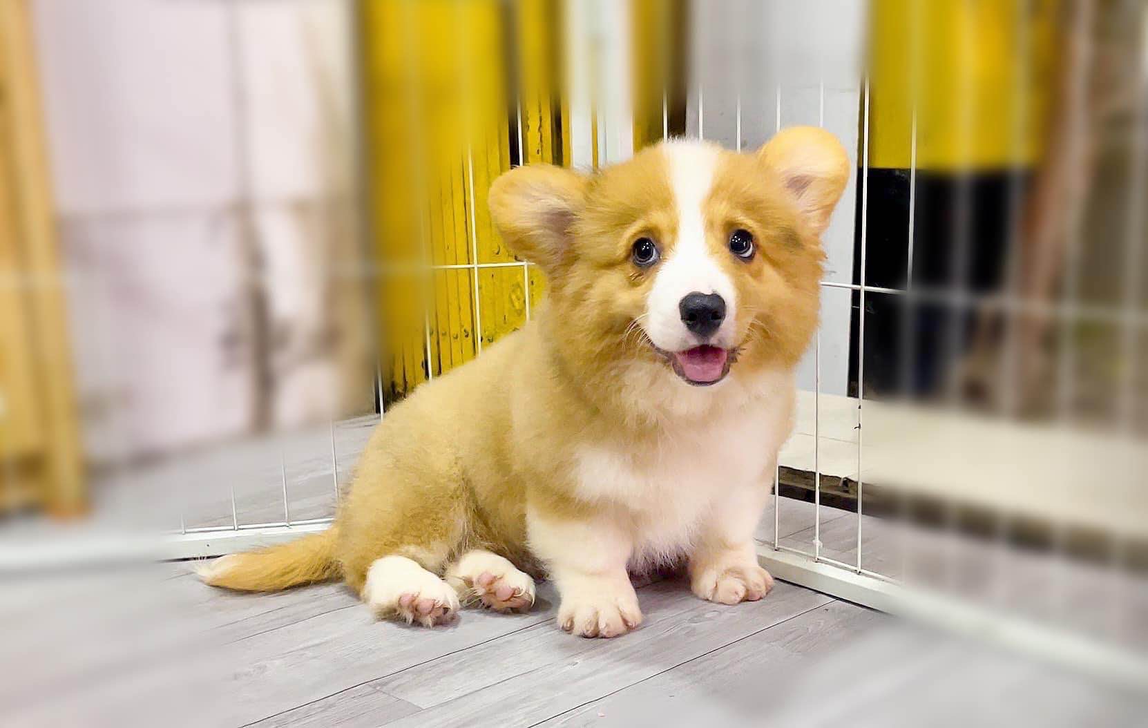 Corgi