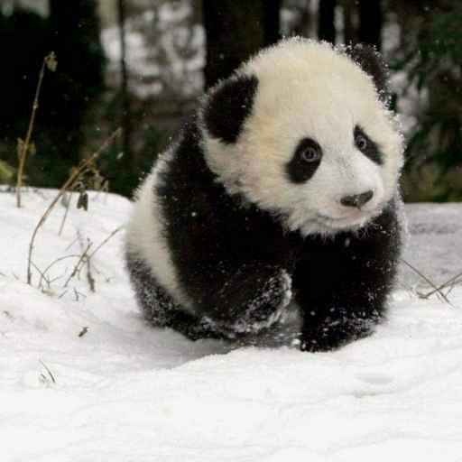 Highbear