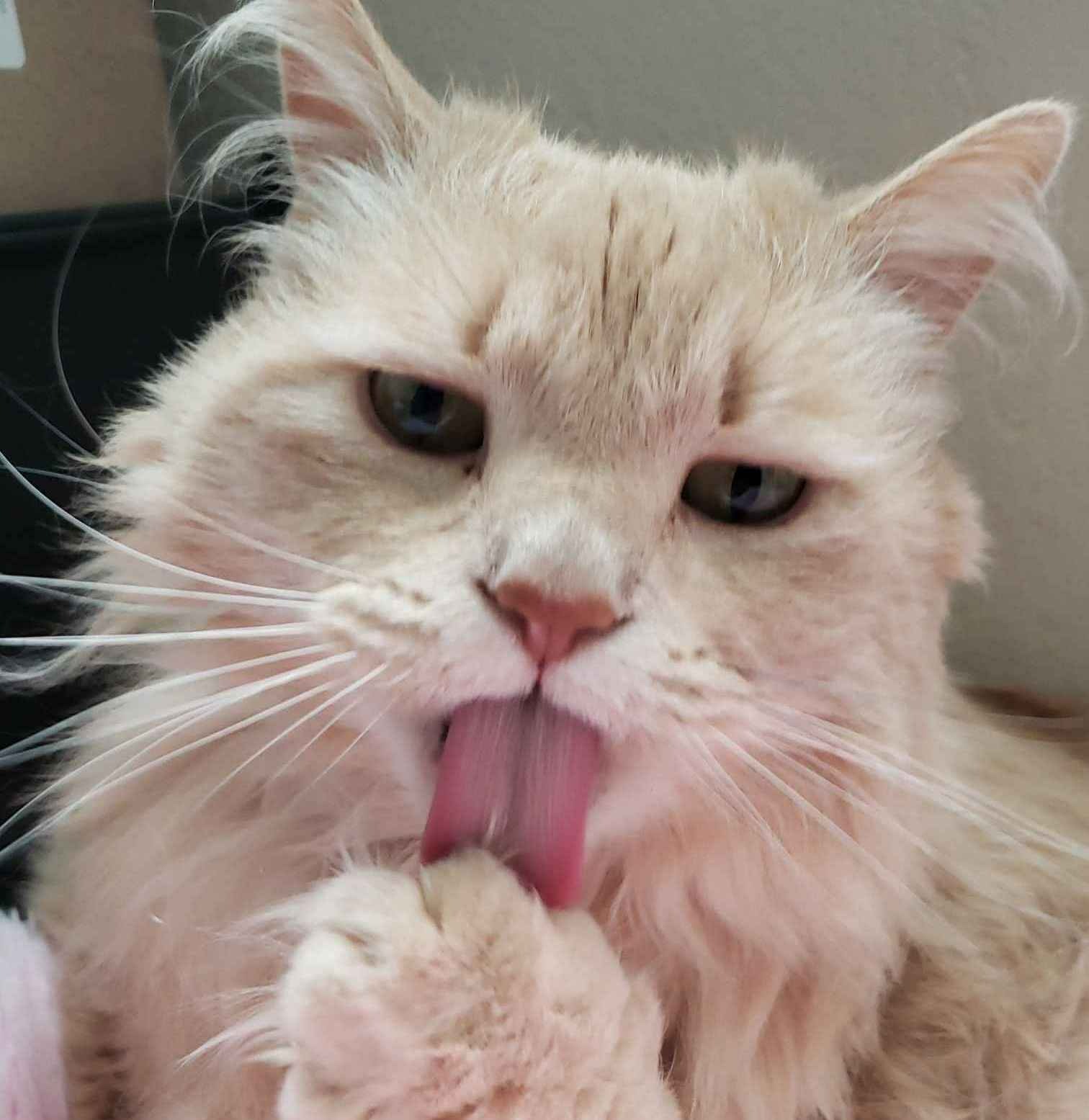 YukiCat