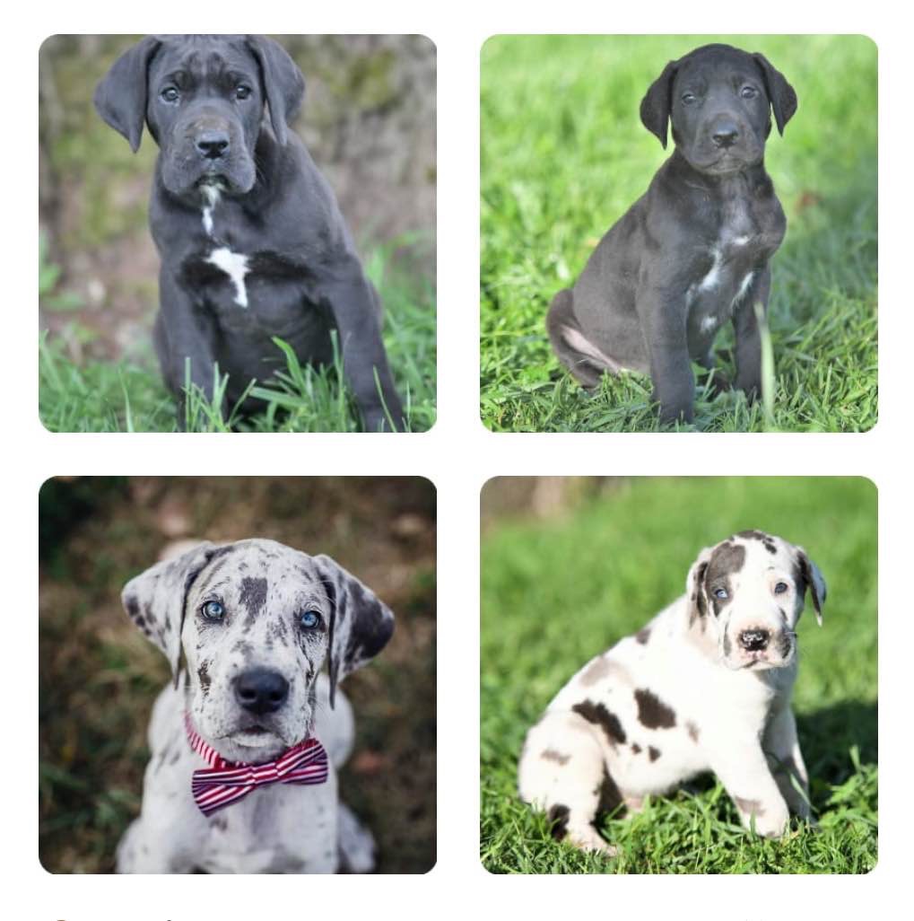 Great Dane Puppies for Sale | Buckeye Puppies
