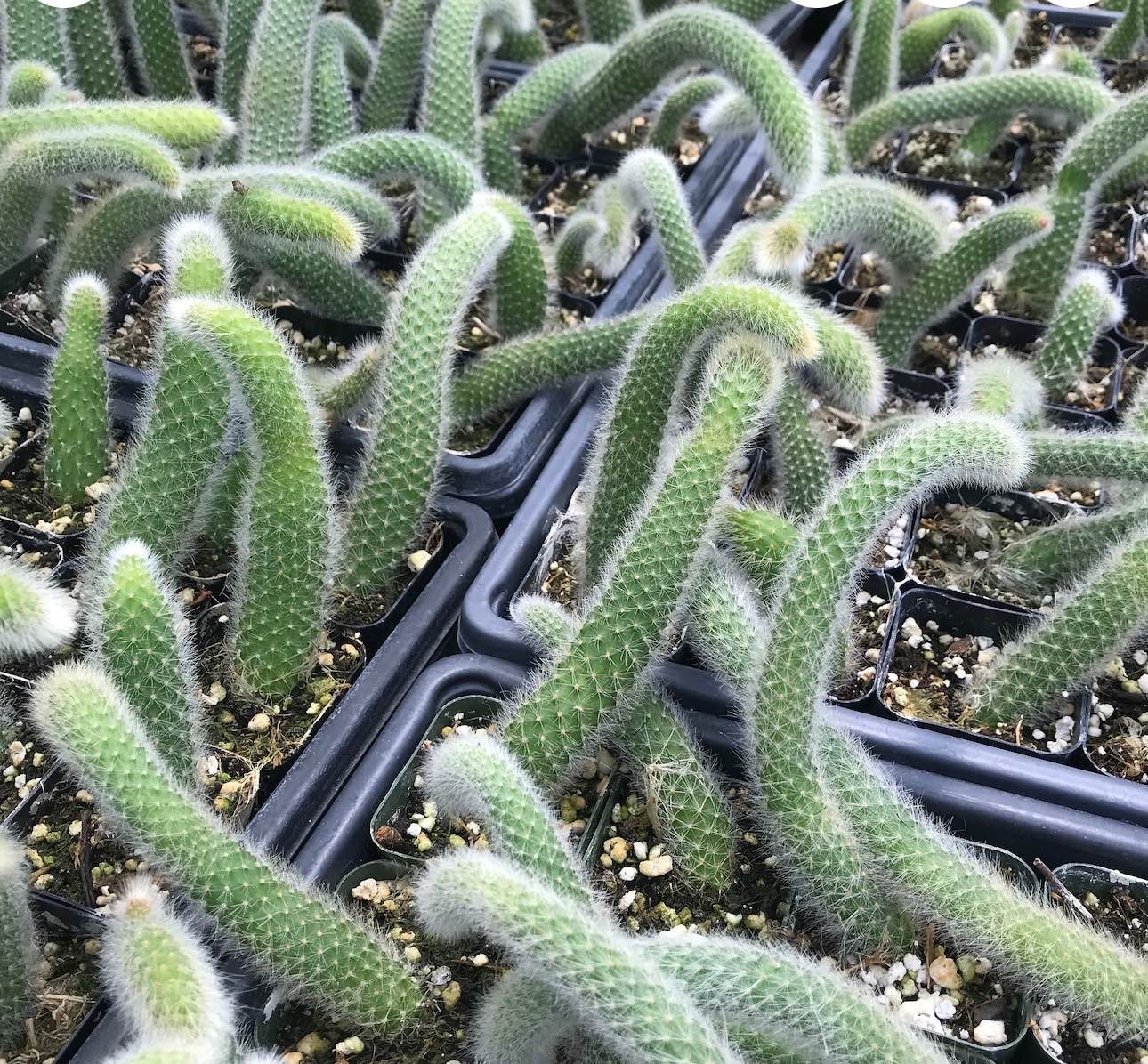 Monkey Tail Cactus