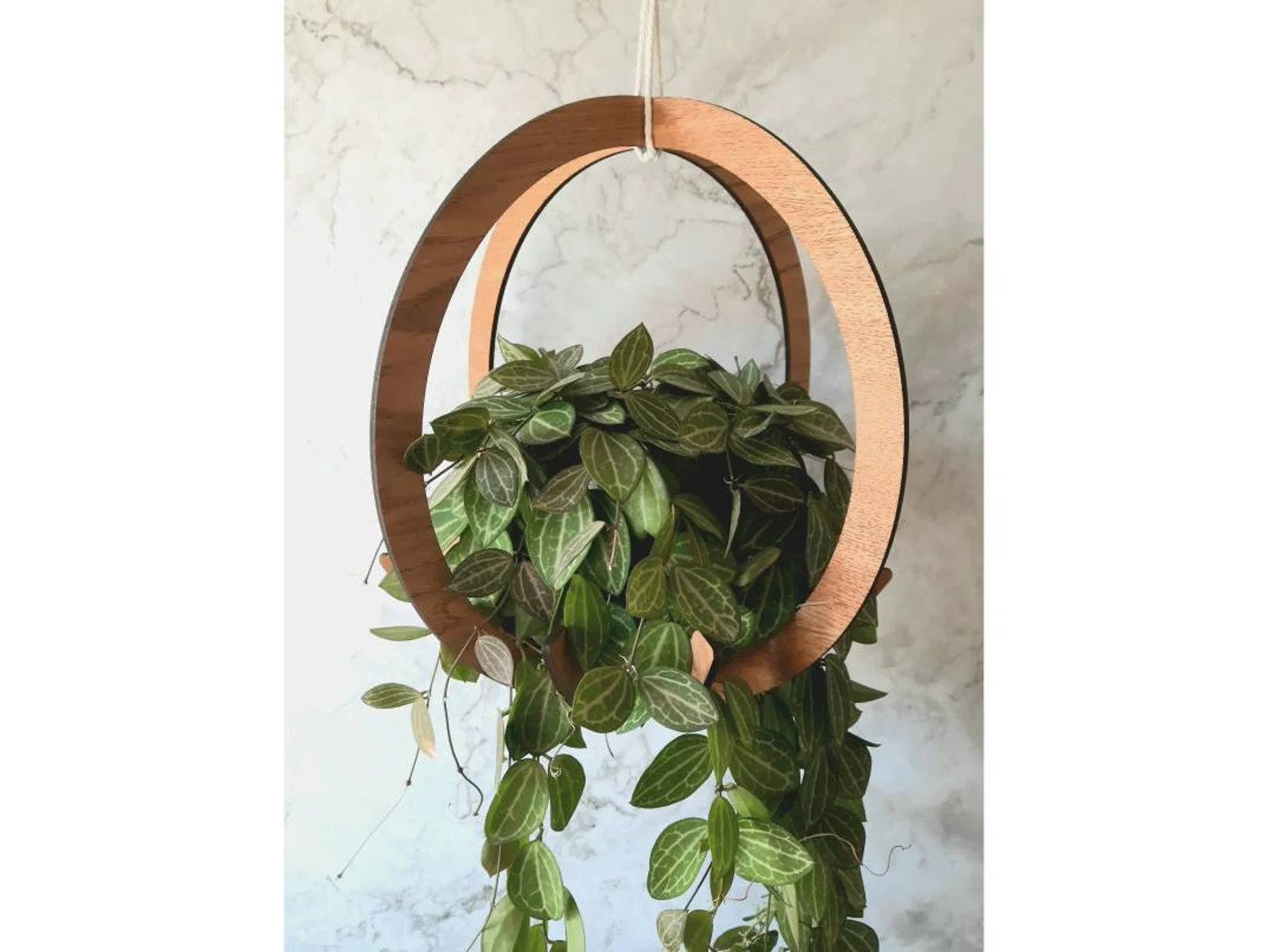 Wooden Circular Plant Hanger for Hanging/Trailing/Potted Plants - Walnut