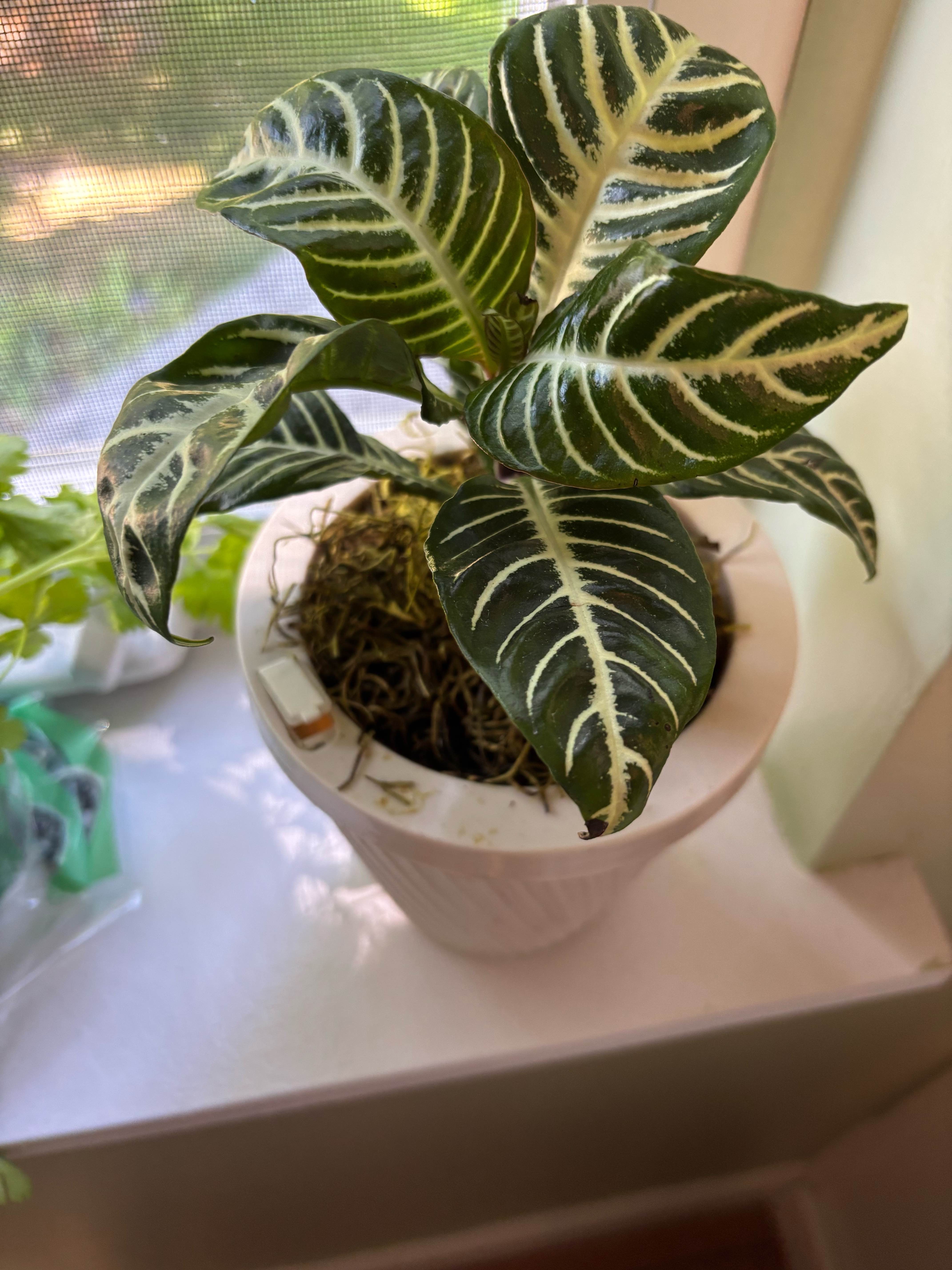 Plants & Landscaping