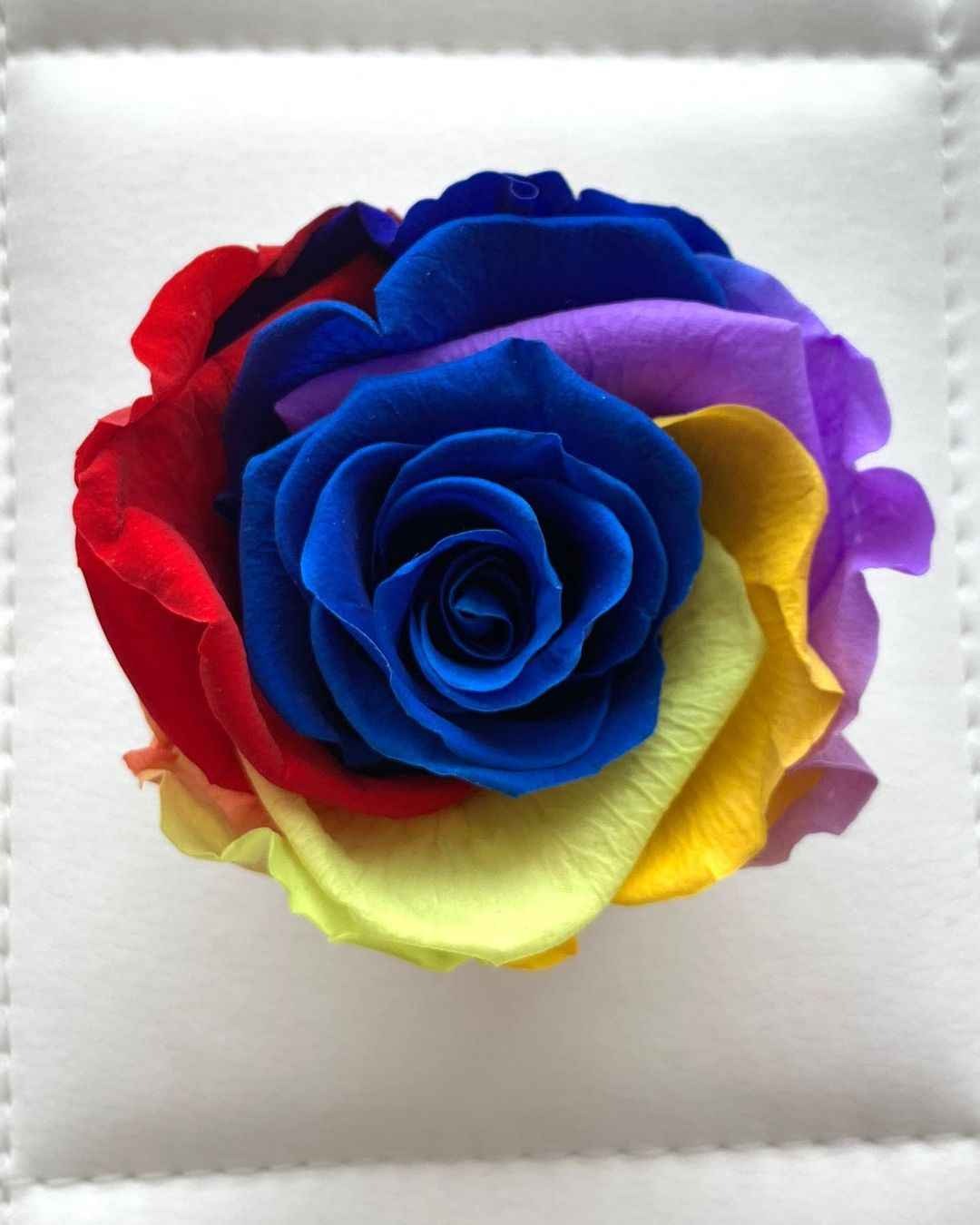 rose