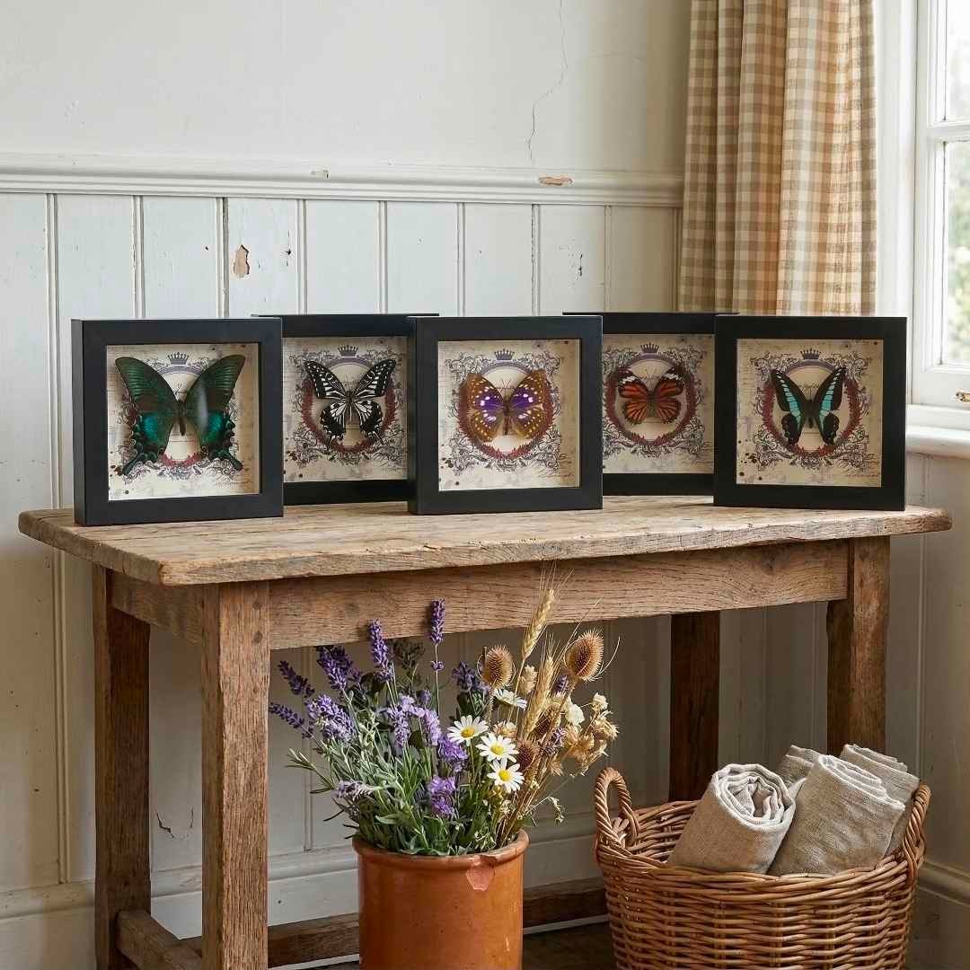 Real Butterfly Taxidermy in Wood Frame - Emerald Swallowtail, Purple Emperor, Blue Triangle | Entomology Art Wall Decor | Gift Bag