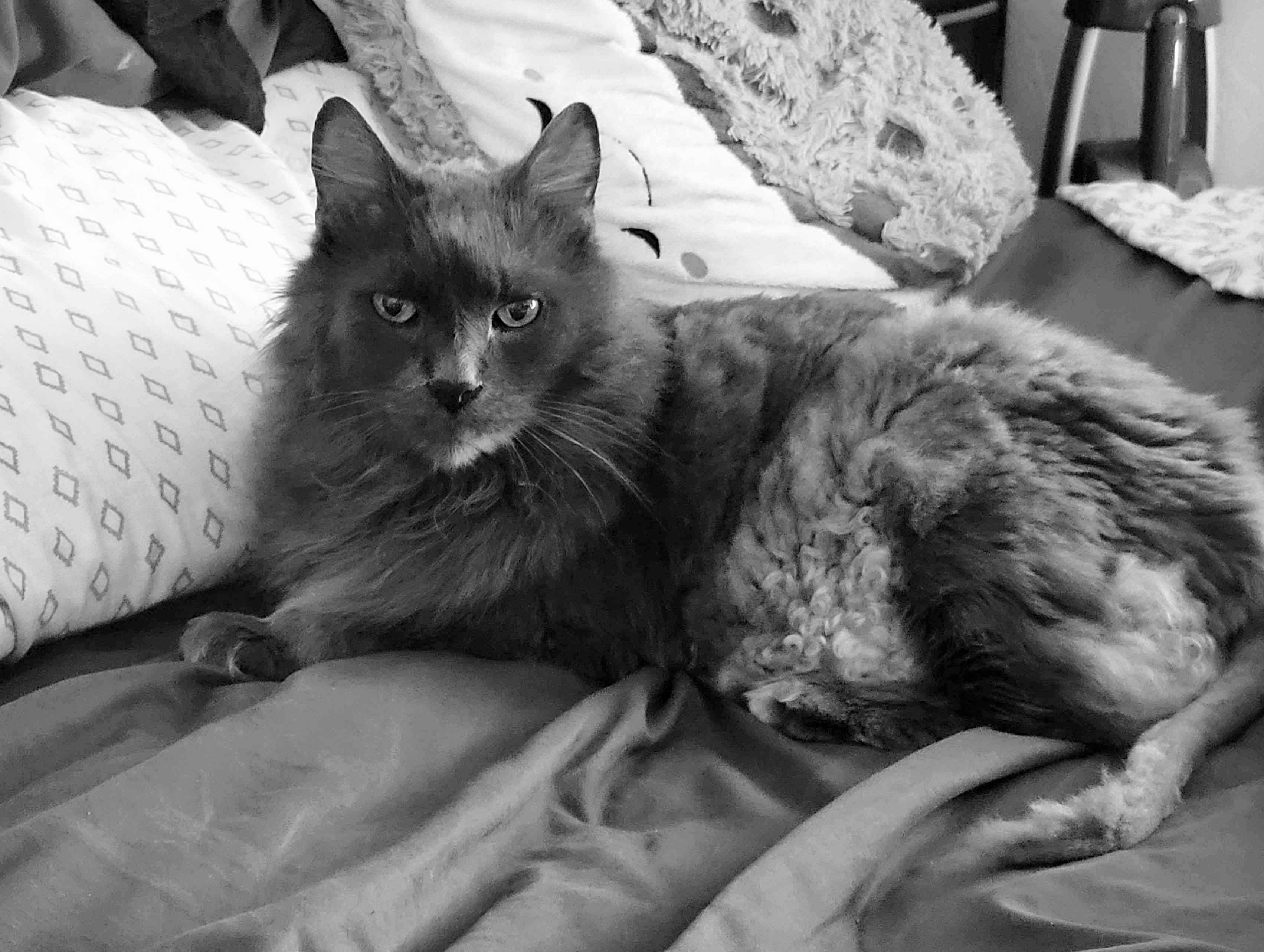 graybaby88