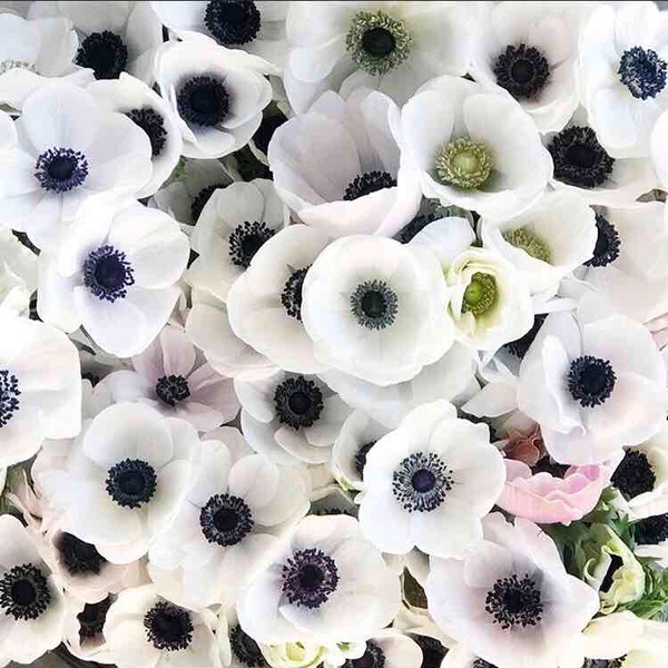 Elusive white Anemones from FarmgirlFlowers