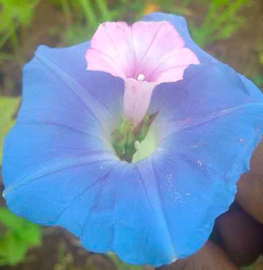 Wish from Photo