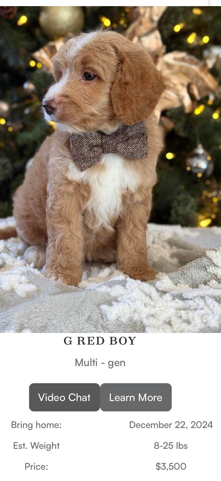 G RED BOY  Multi - gen