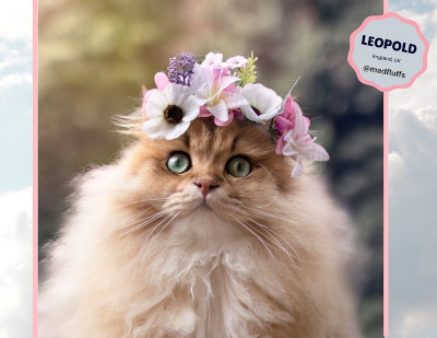 Chonky Cats Calendar