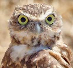 Donate to Diego Zoo Wildlife Alliance