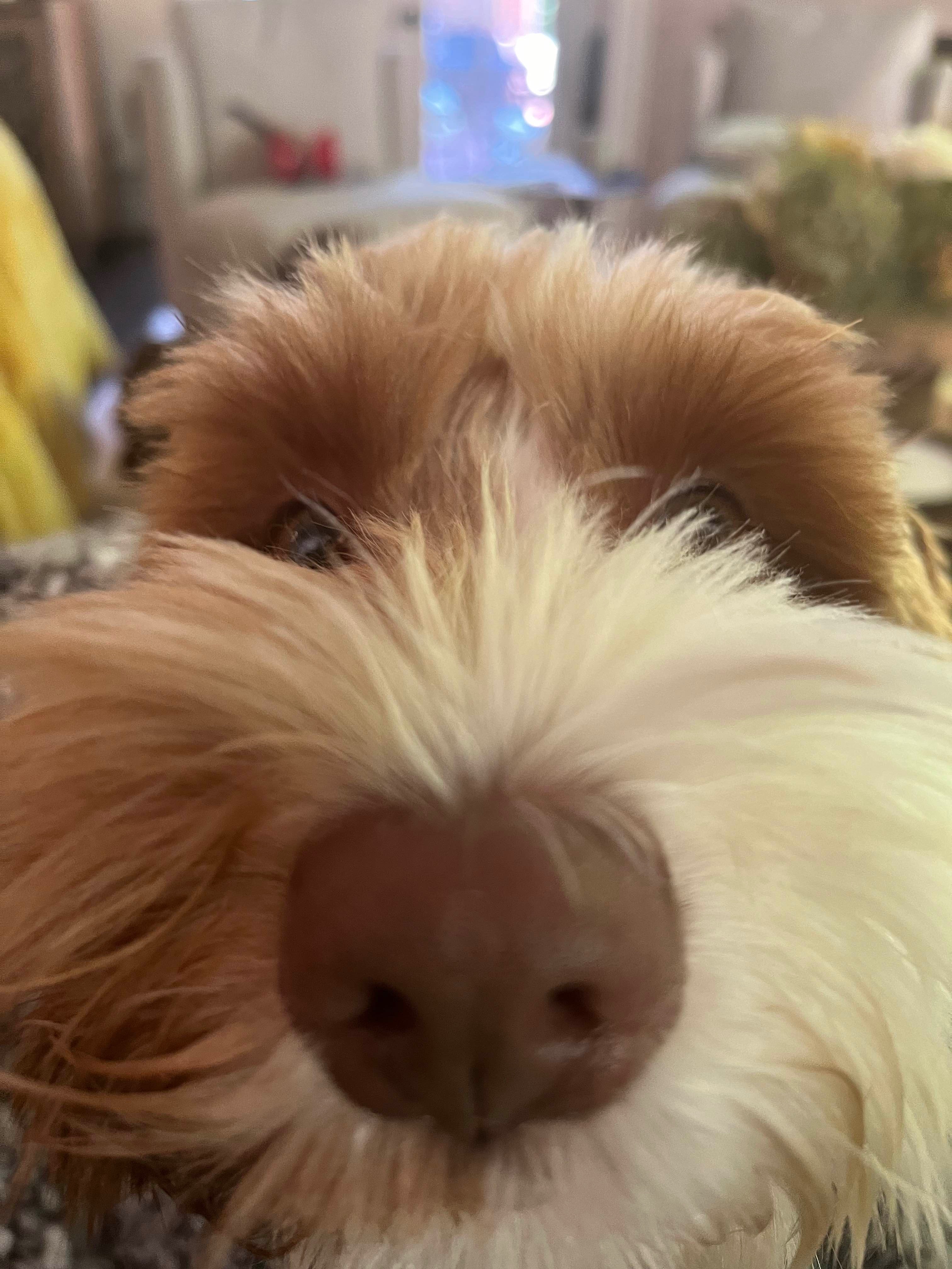 maiya