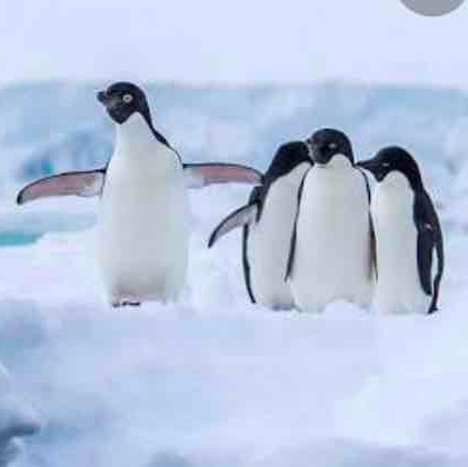 watch penguins together