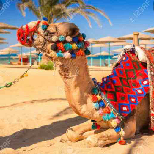 Horses w camels