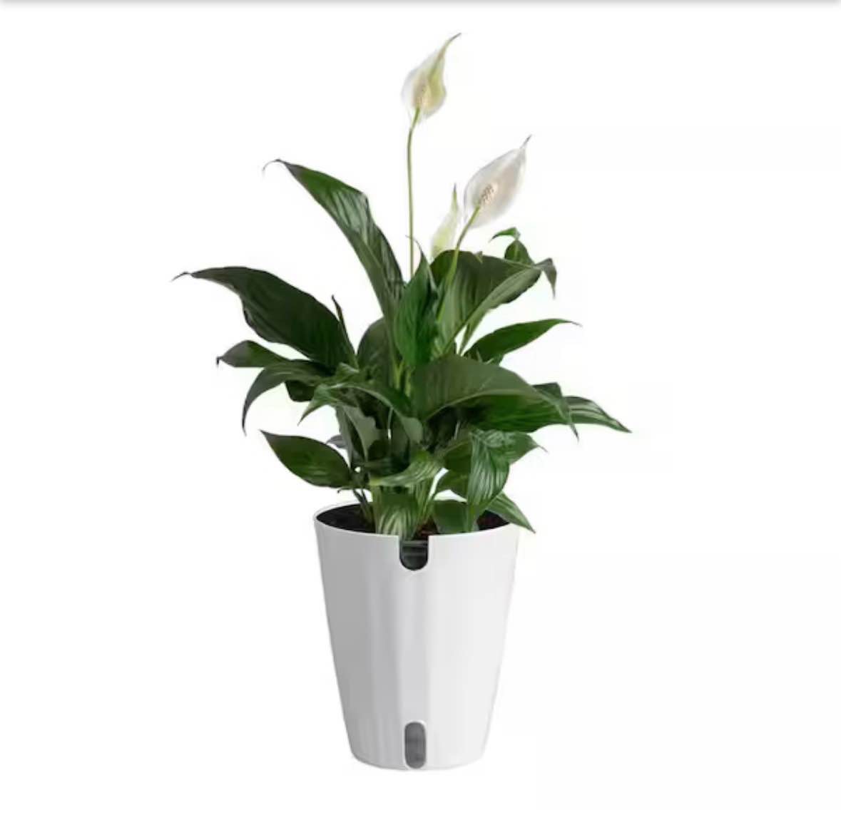 Peace Lily - Live Plant