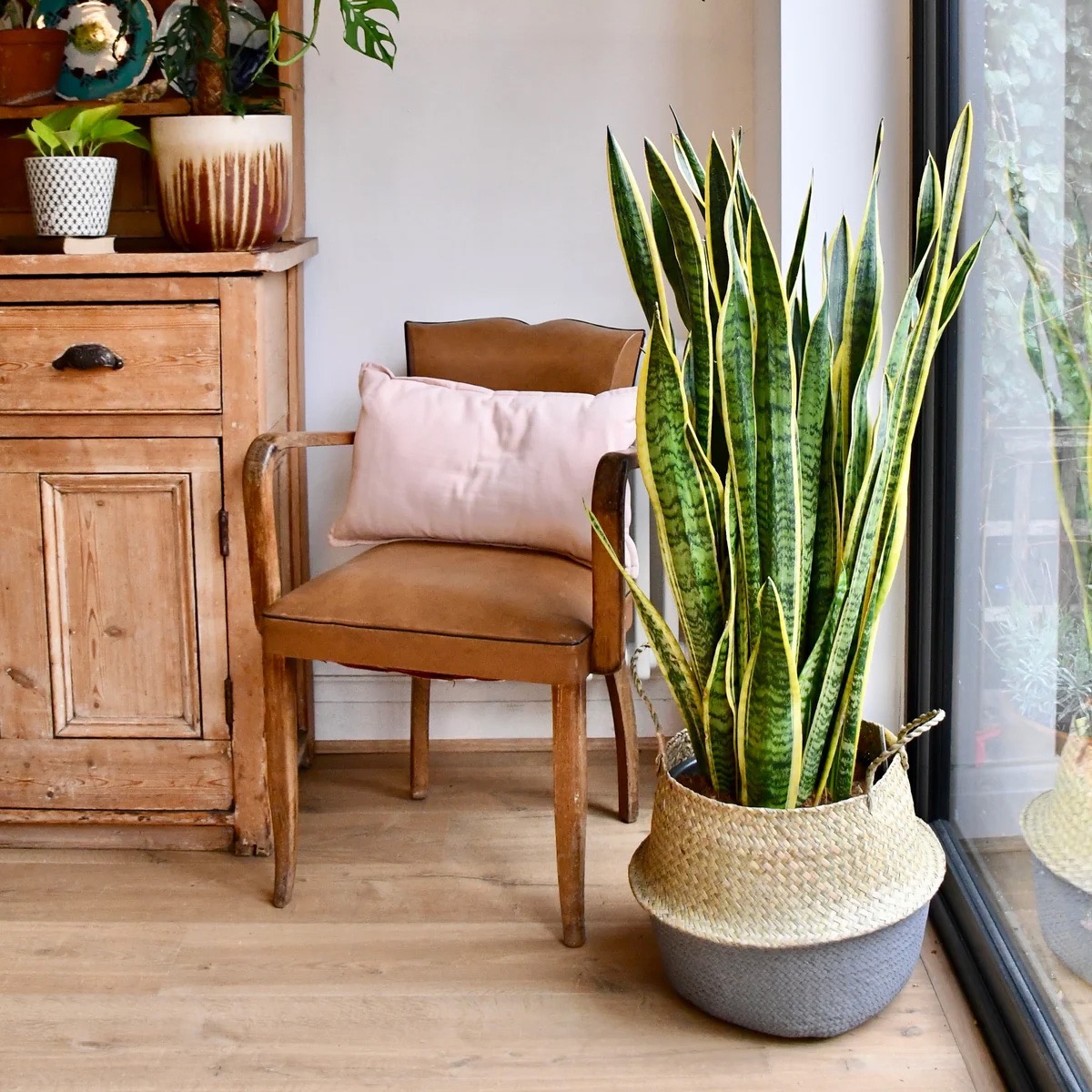 Sansevieria Laurentii | Snake Plant | Mother in Laws Tongue