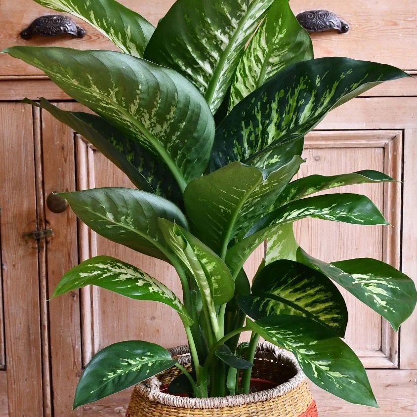 Dieffenbachia Tropic Snow (Dumb Cane)