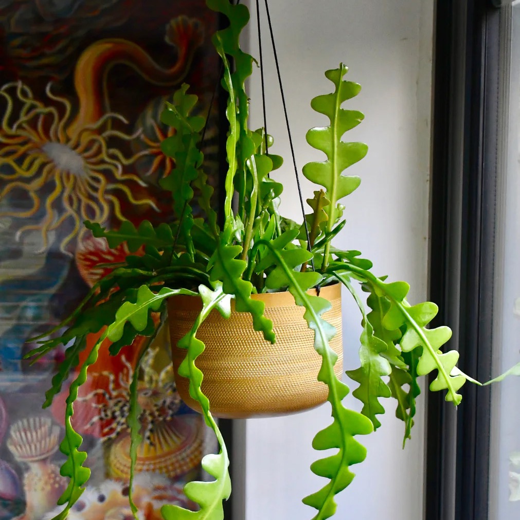 Epiphyllum Anguliger (Fishbone Cactus, Ric Rac Cactus)