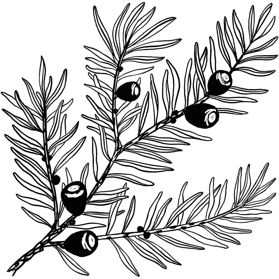Yew - 1-inch