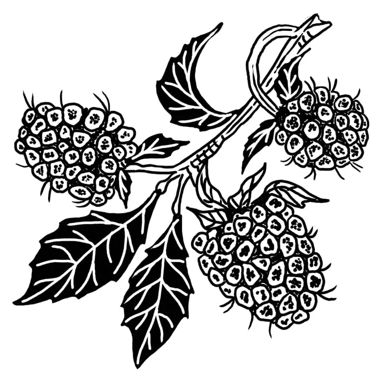 Blackberries - 2-inch
