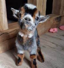 baby goat for yoga & lawn care