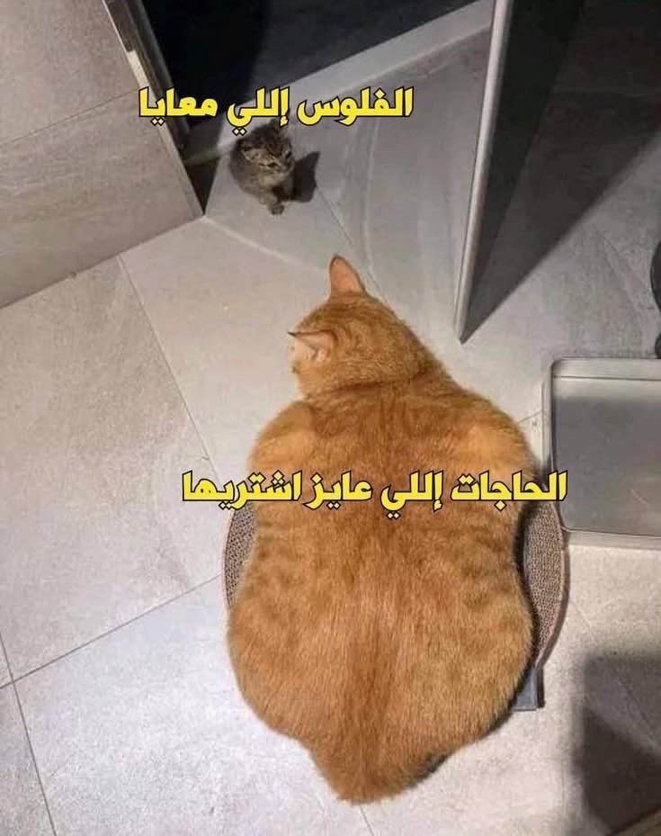 shaimaa