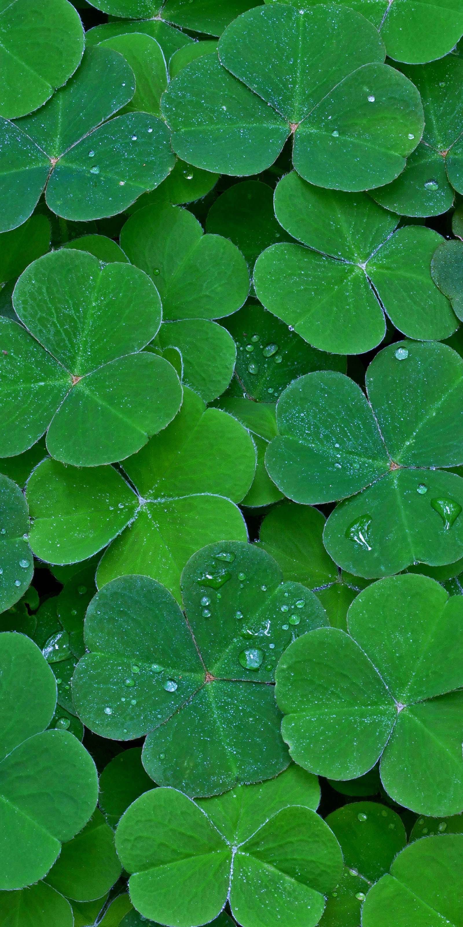 Wish from Photo