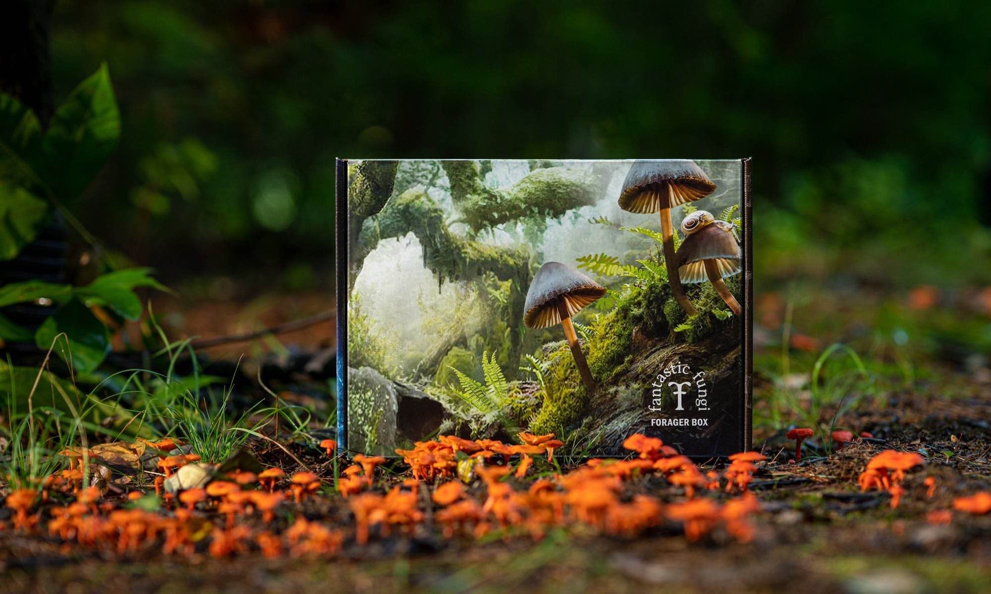 The Limited-Edition Forager Box