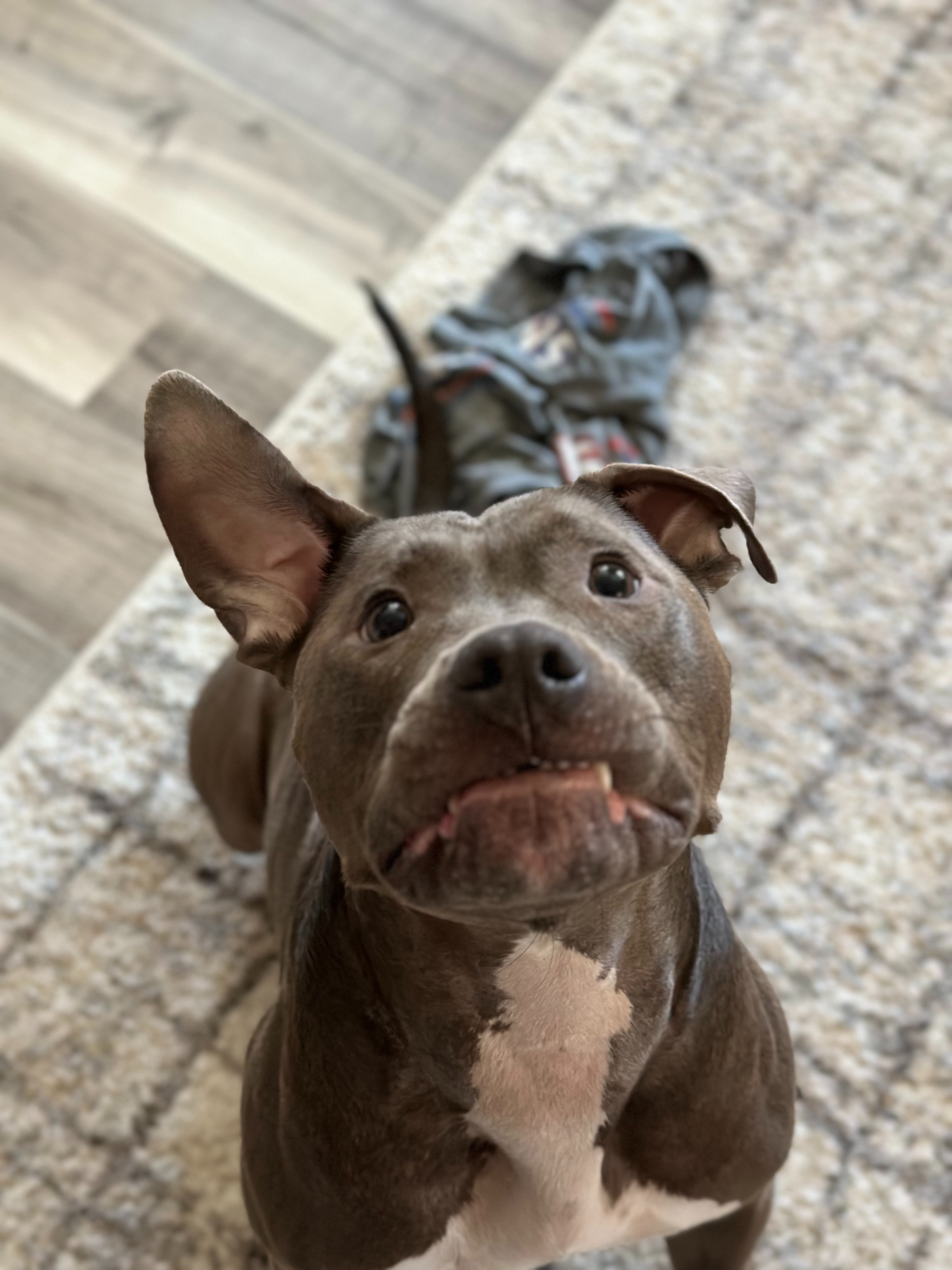 Dog