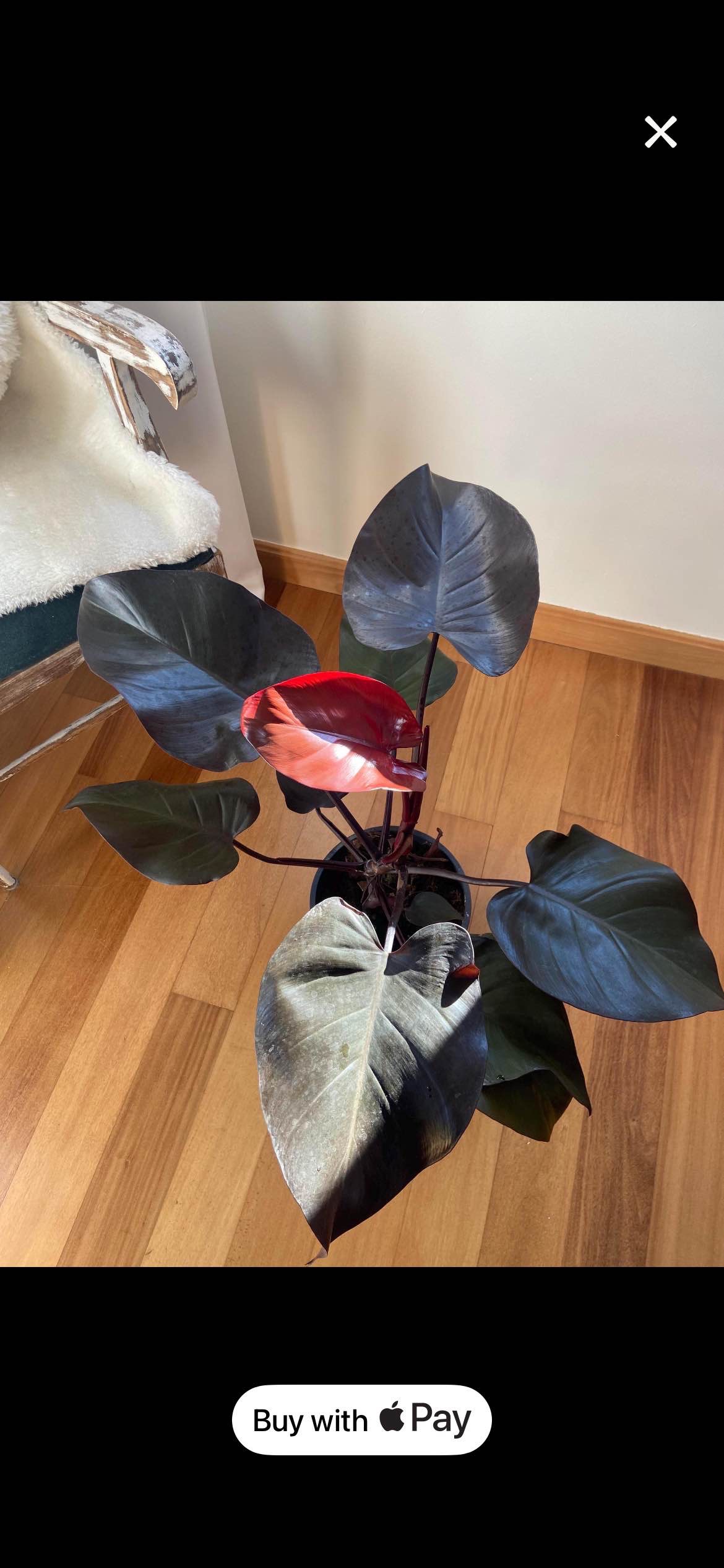 philodendron royal queen