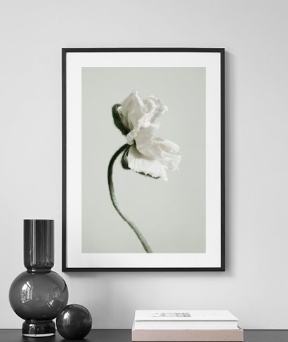 White Poppy Flower Poster