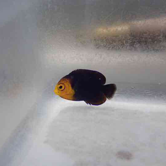 Pygmy Cherub Angel (Centropyge Argi)