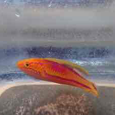 Pintail Fairy Wrasse Male (Cirrhilabrus Lanceolatus)