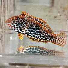 Fiji Leopard Wrasse (Macropharyngodon Melagris)