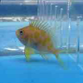 Borbonius Anthias (Anthias Borbonius)