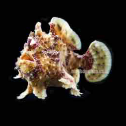 Wartskin Angler (Antennarius Maculatus)