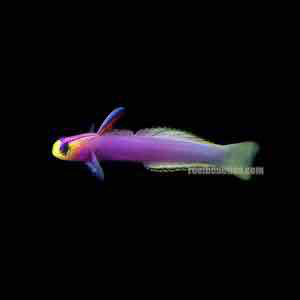 Helfrichi Firefish Goby (Nemateleotris Helfrichi)