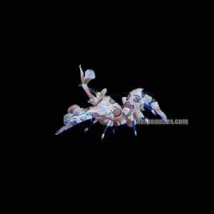 Harlequin Shrimp (Hymenocera Elegans)