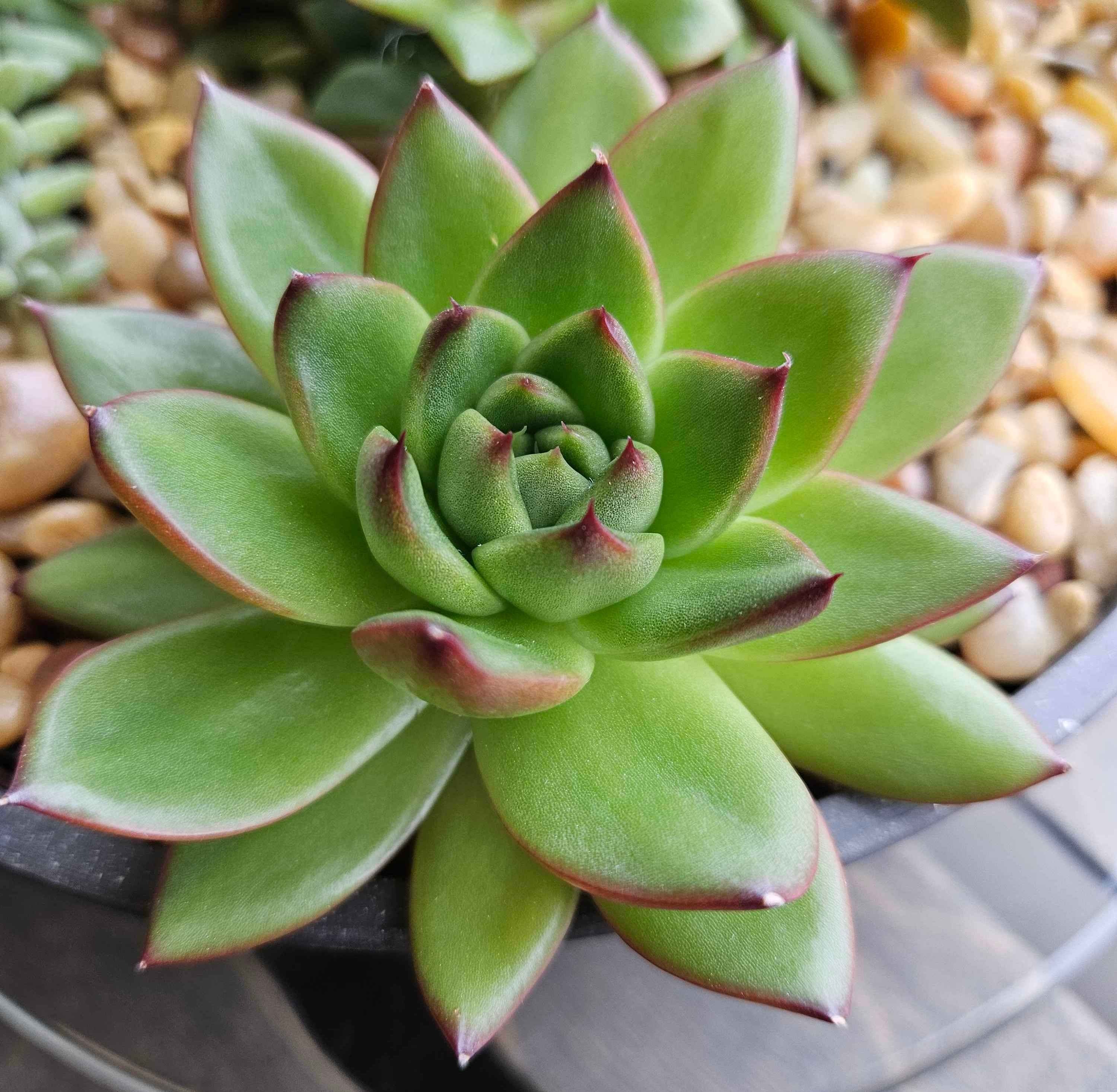 Plants