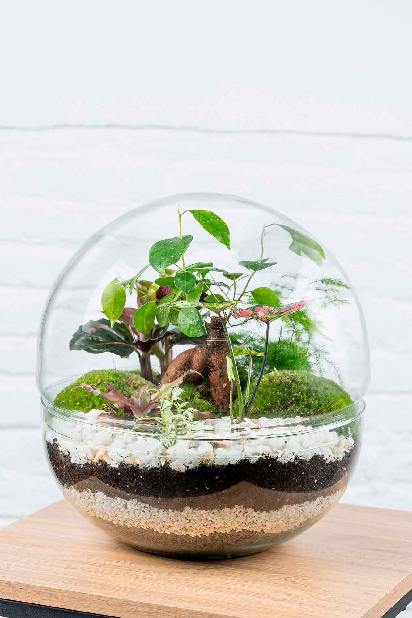 Terrario