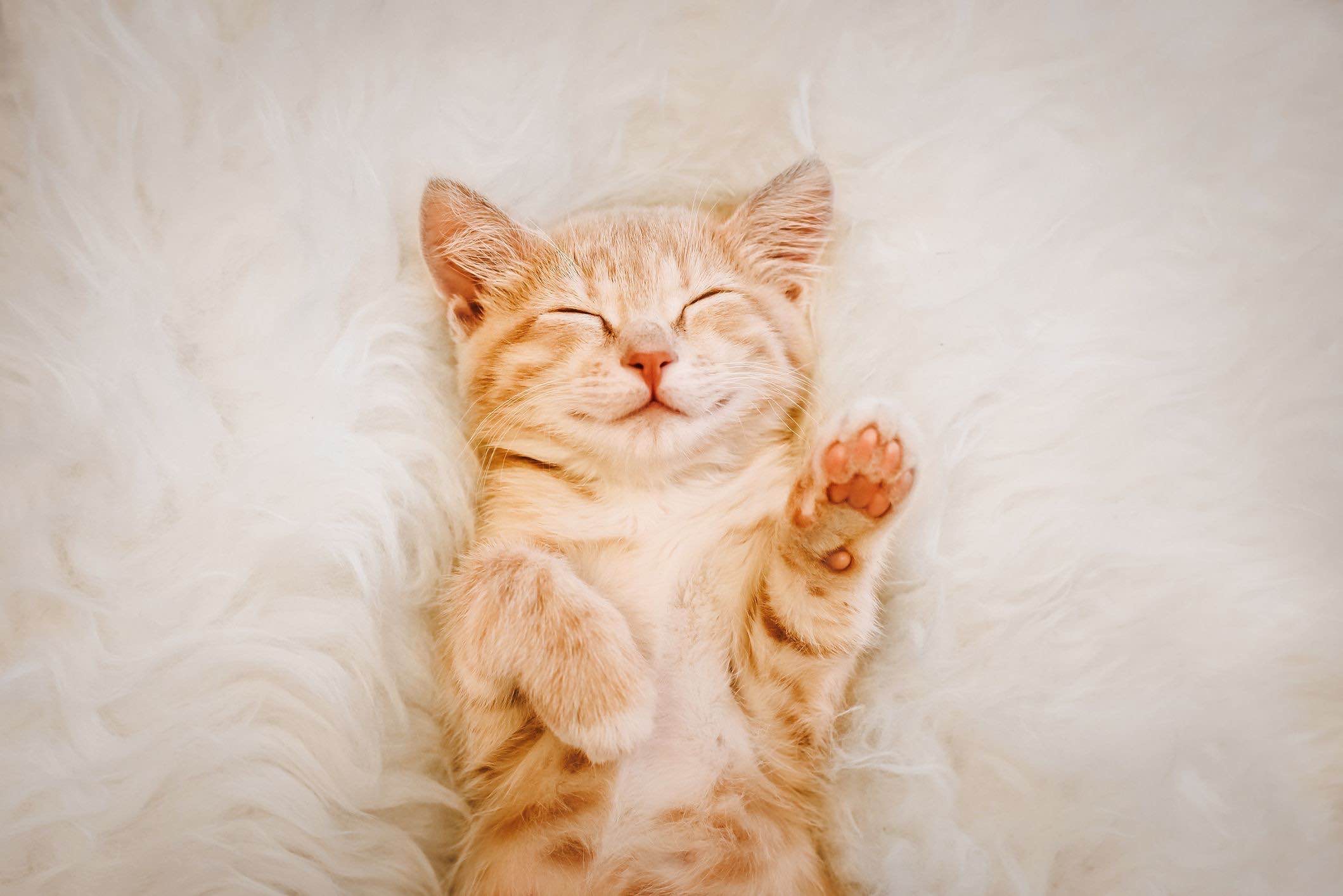Raise a cat