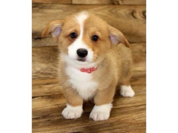 Corgi puppy (baby girl - too much masculine energy in the house already)
