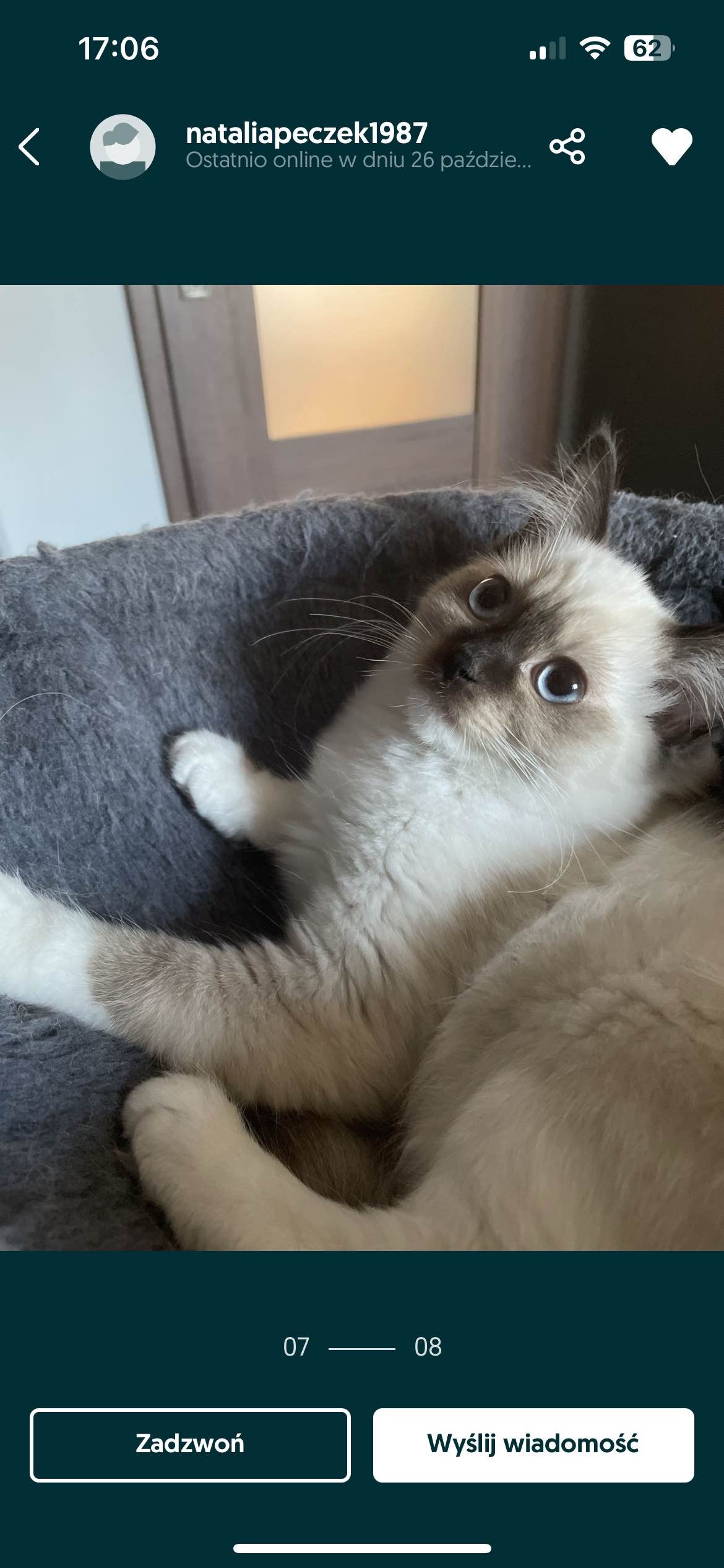 Koty rasy Ragdoll
